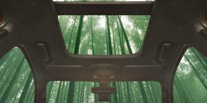 Ford будет делать автомобили из бамбука